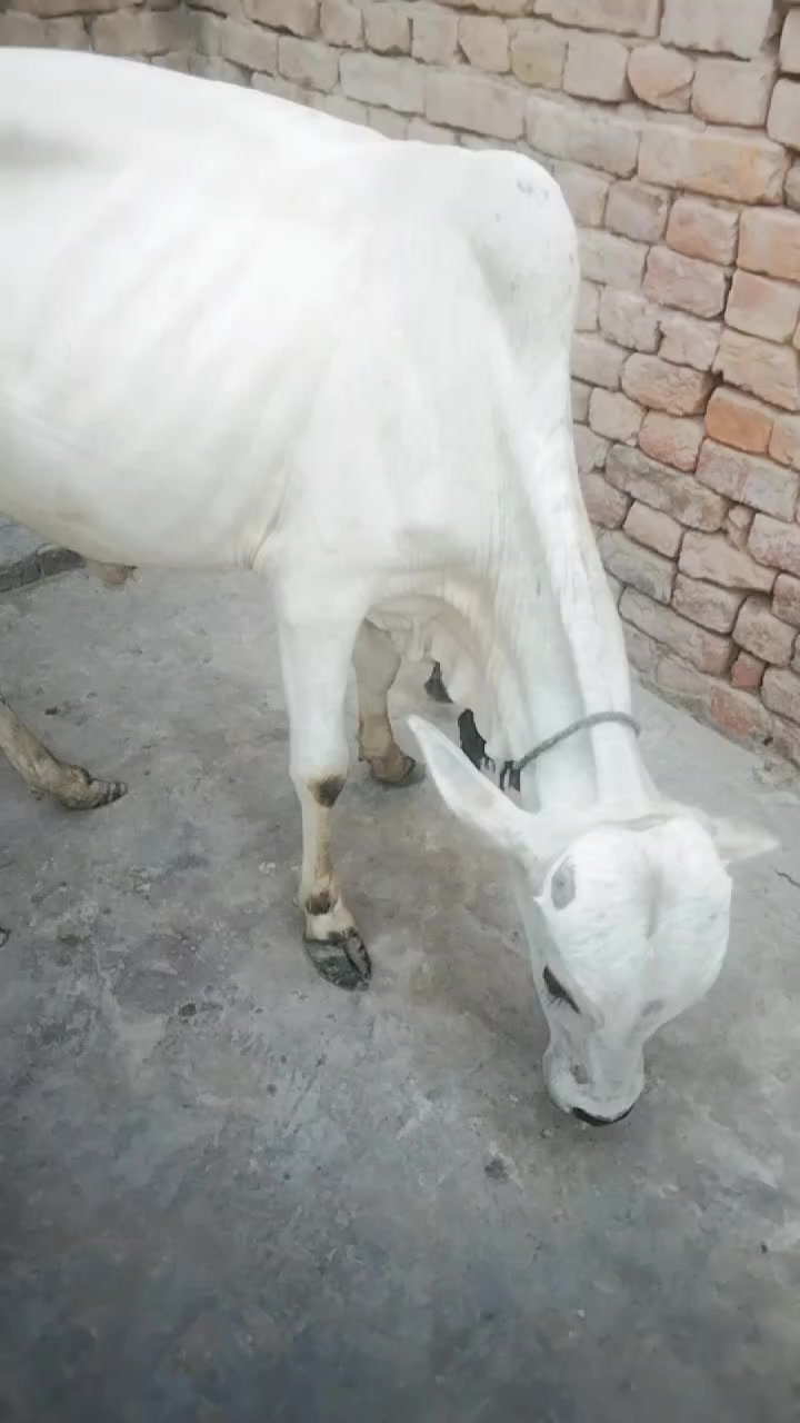 @Afzal khilji04