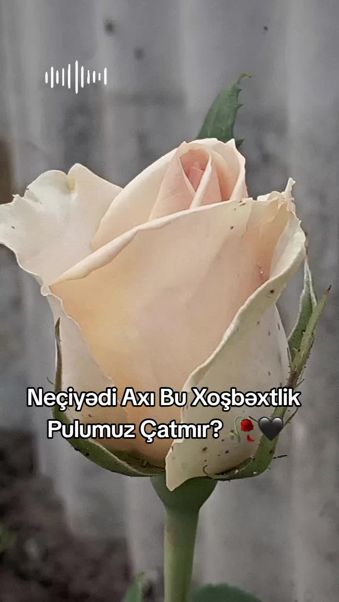 @♡𝙈𝙞𝙣𝙣𝙤𝙨̧➷♡🌸