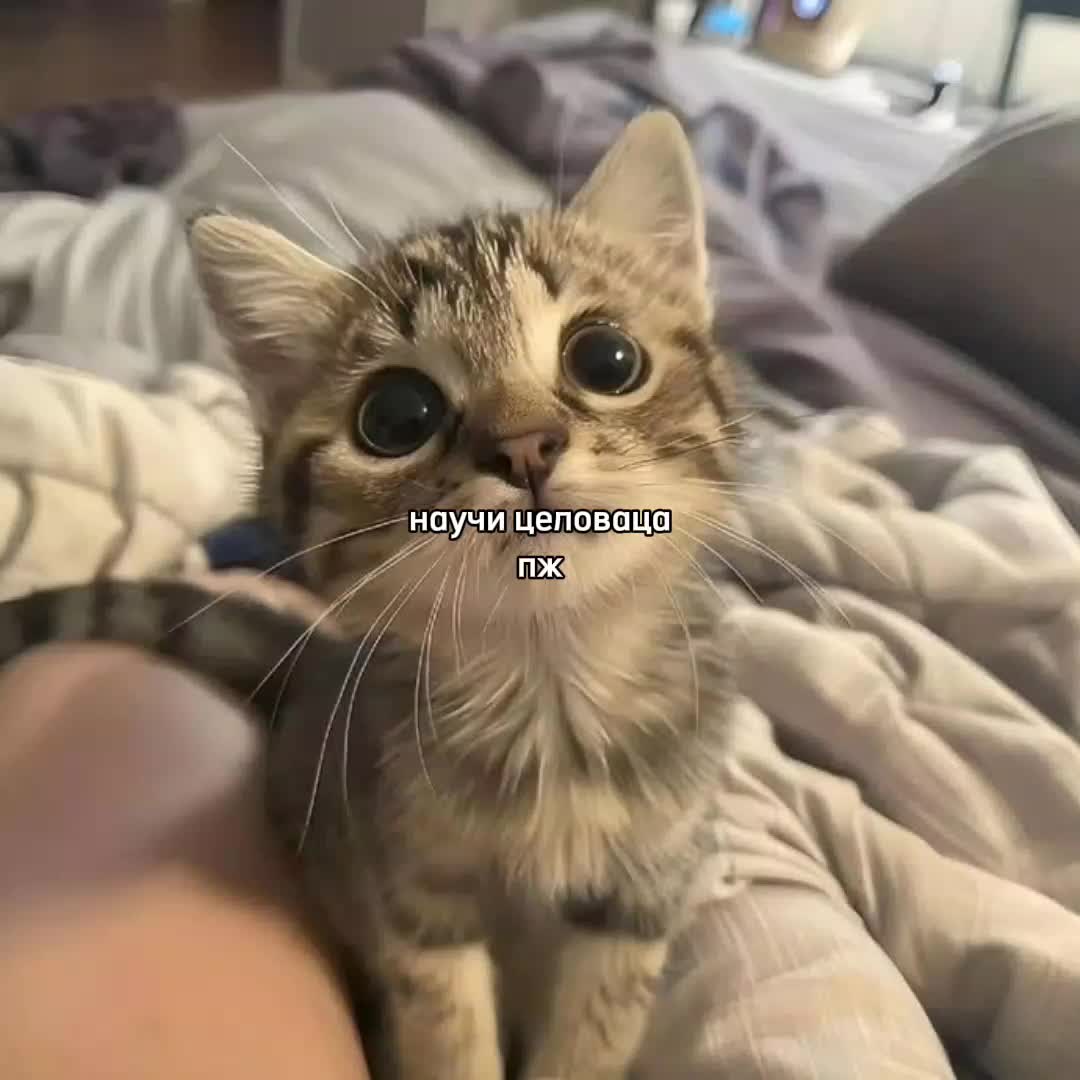 @ꜰᴇɴʏᴀ@