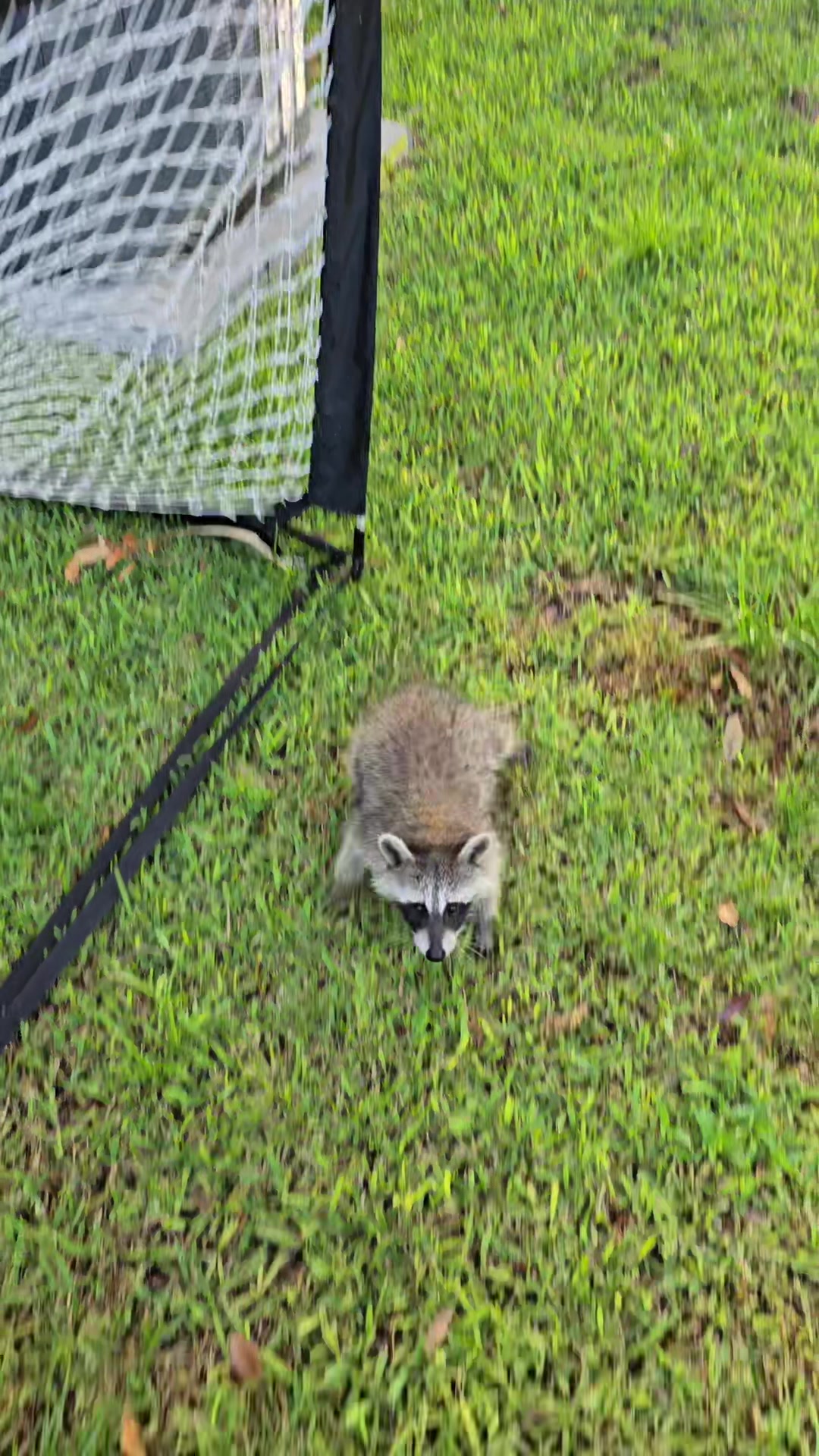 @Roxanne the Raccoon