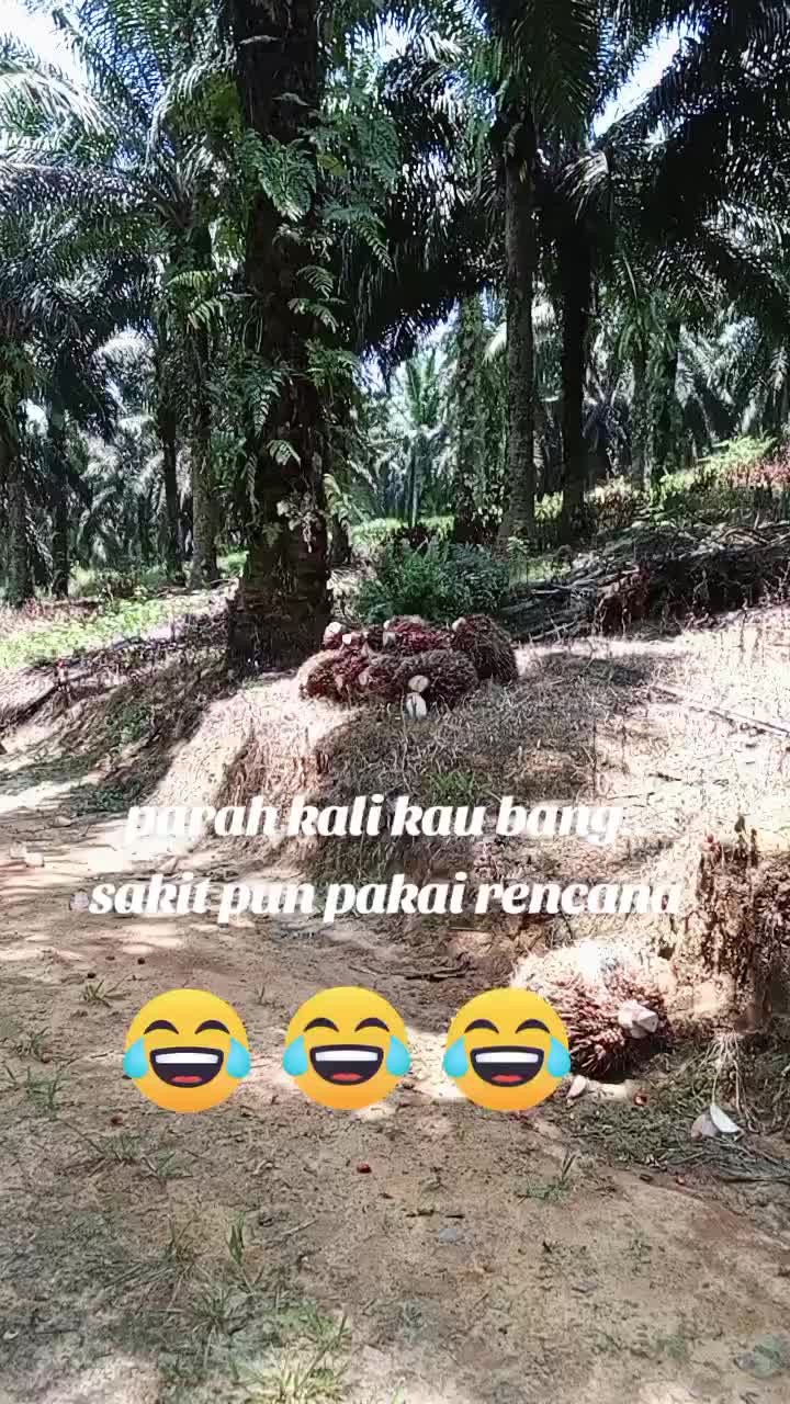 @saifull