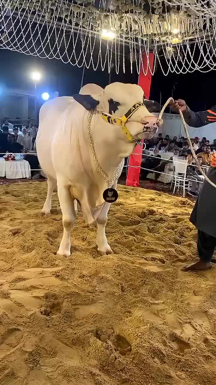 @Karachi Bull lovers