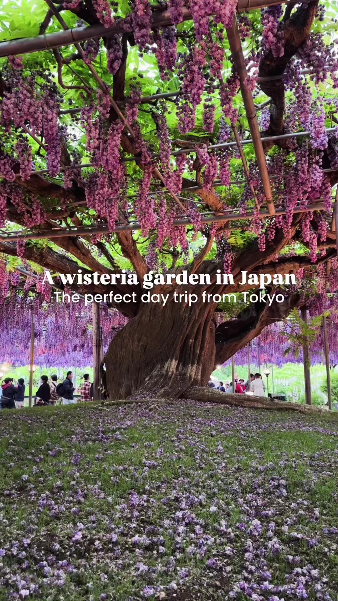 @Voyapon - Japan Travel Guide