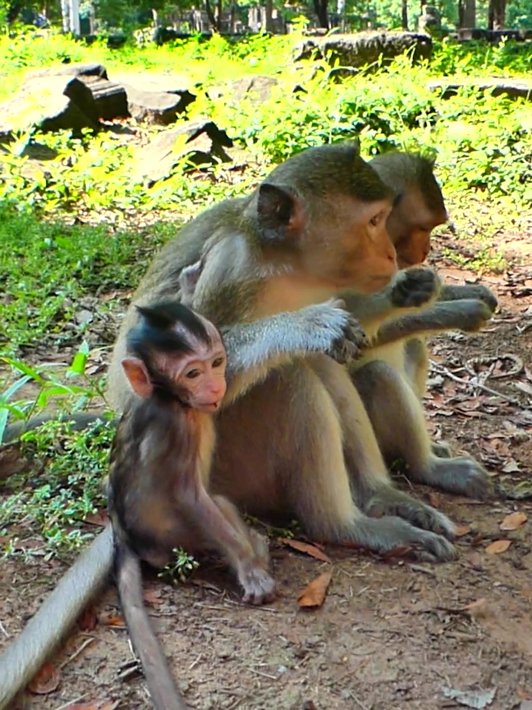 @Monkey Discovery