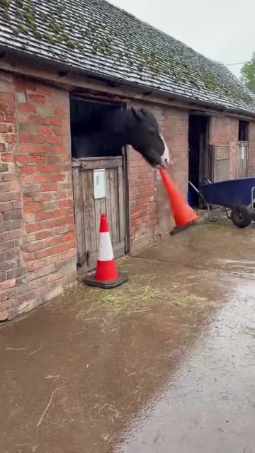 @Moor Farm Stables