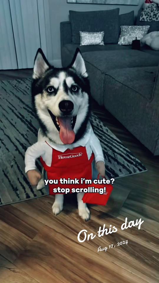@lifewith2huskies