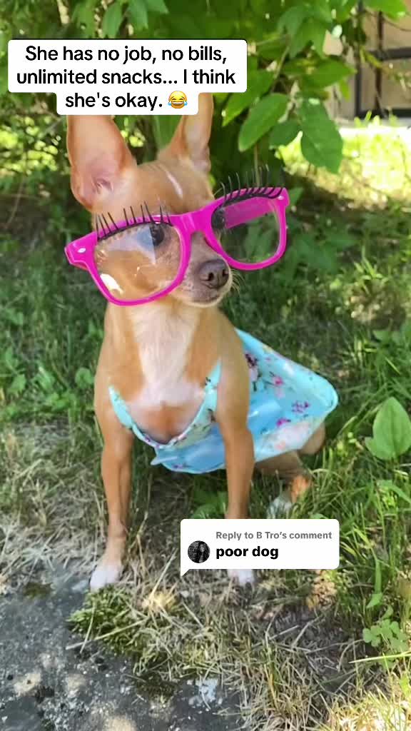 @_roxy_the_chihuahua
