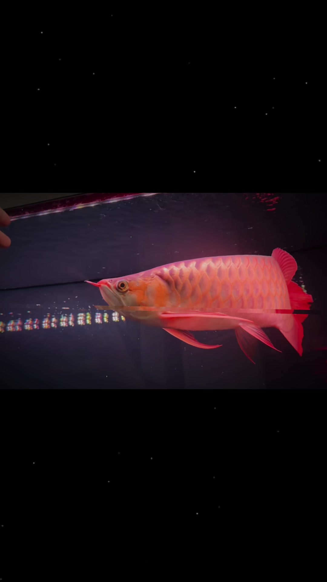 @網上看魚