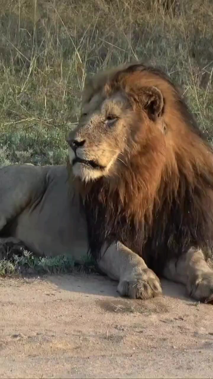 @LION MOTIVATION 🇨🇩🇨🇩🇨🇩