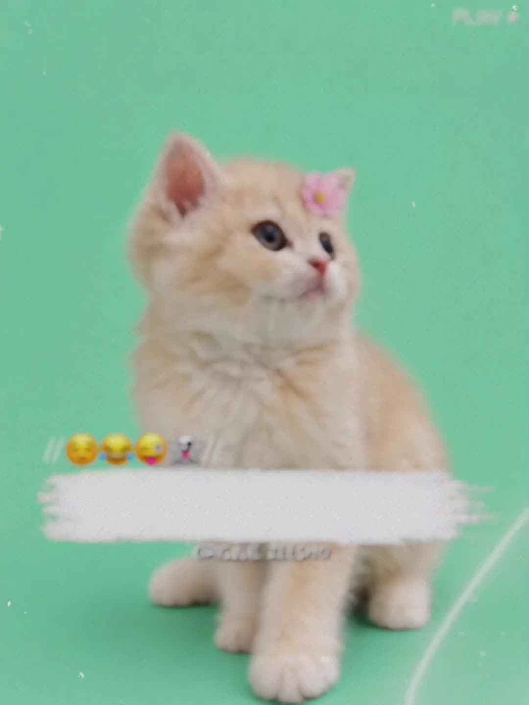 @🔥ᴢᴇᴇsʜᴏ ᴀʀᴍʏ🔥