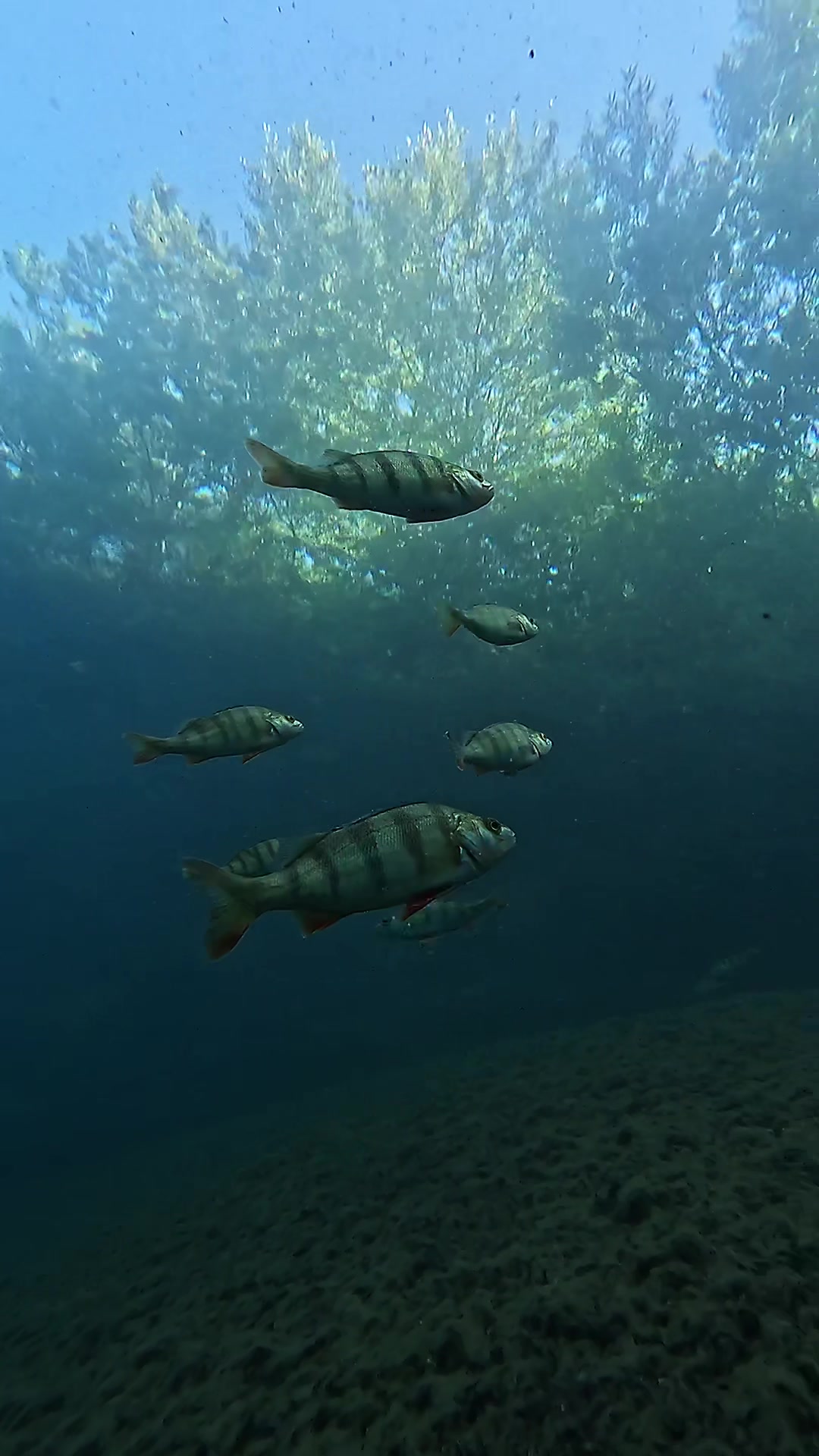 @DIVE
