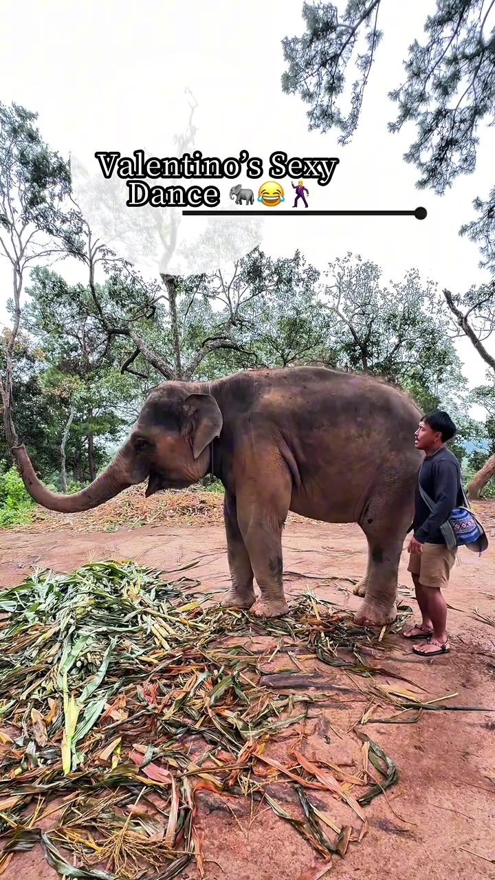 @Elephant way