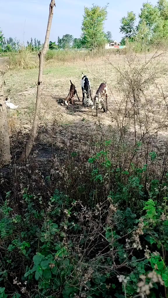 @Adi kamboh❣️