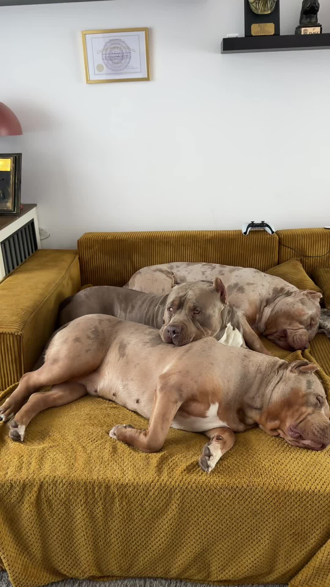 @TopQualityBullyKennel