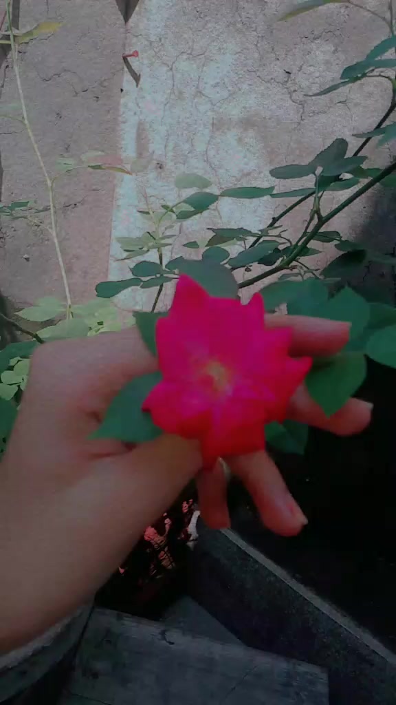 @ꪑꪖ᥅ꪗꪊꪑ ꪖꪀᦓꪖ᥅ﺃ ❤️