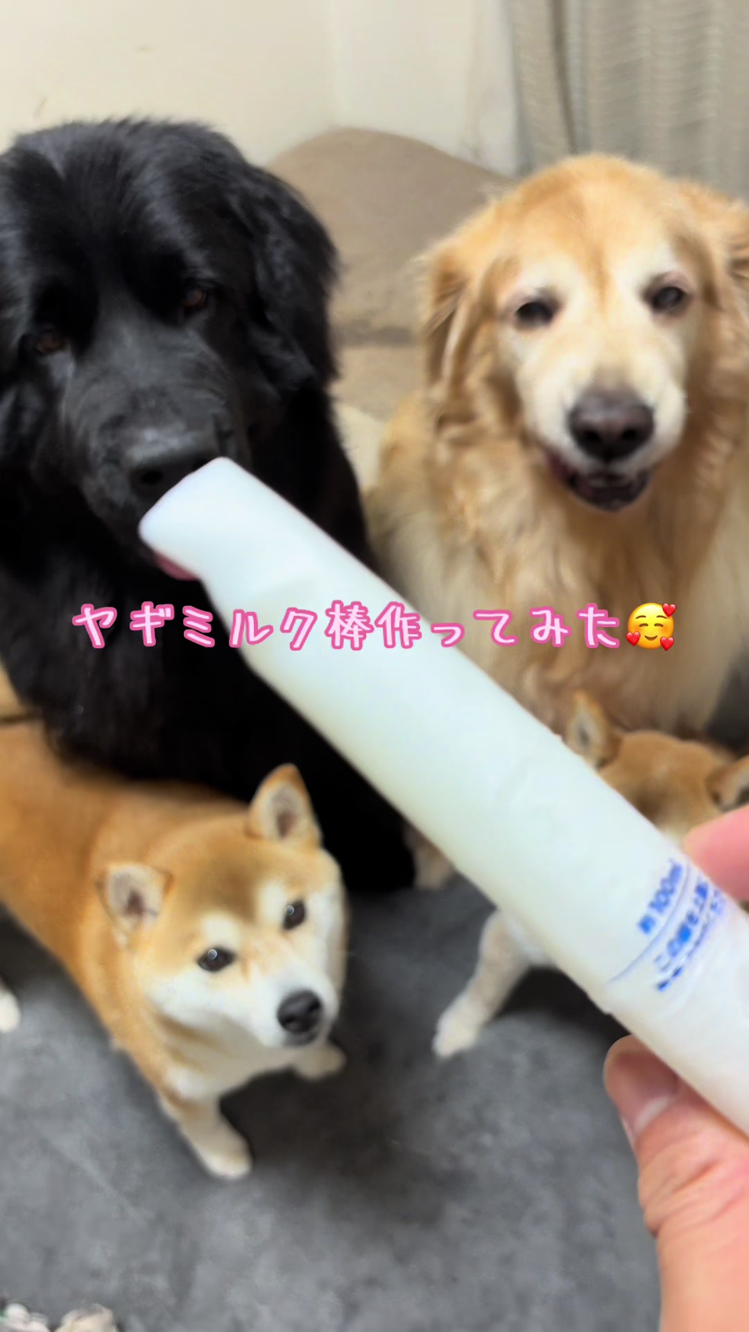 @ムックパパ🔶🐾