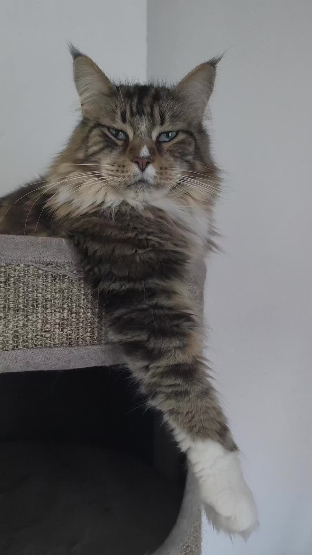 @TiTi.l'amour.des.animaux 🎙️