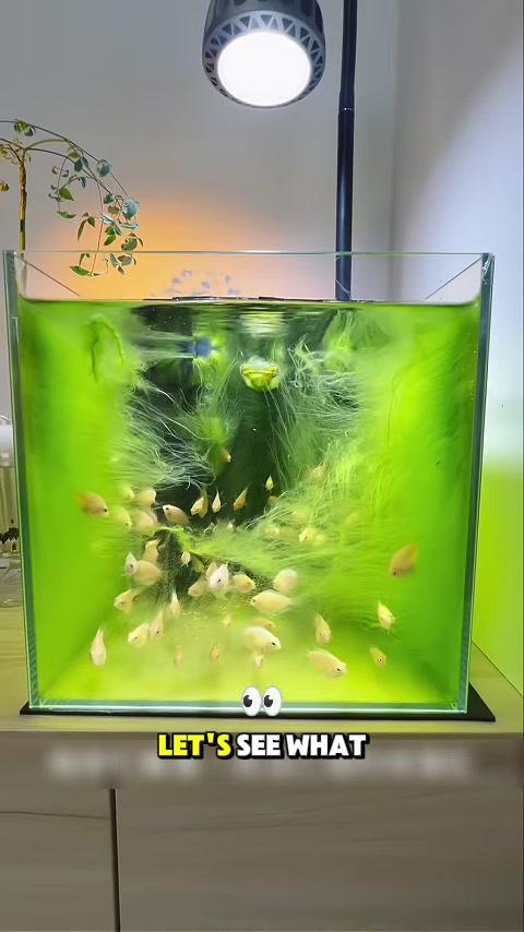 @AQQA Aquarium Store