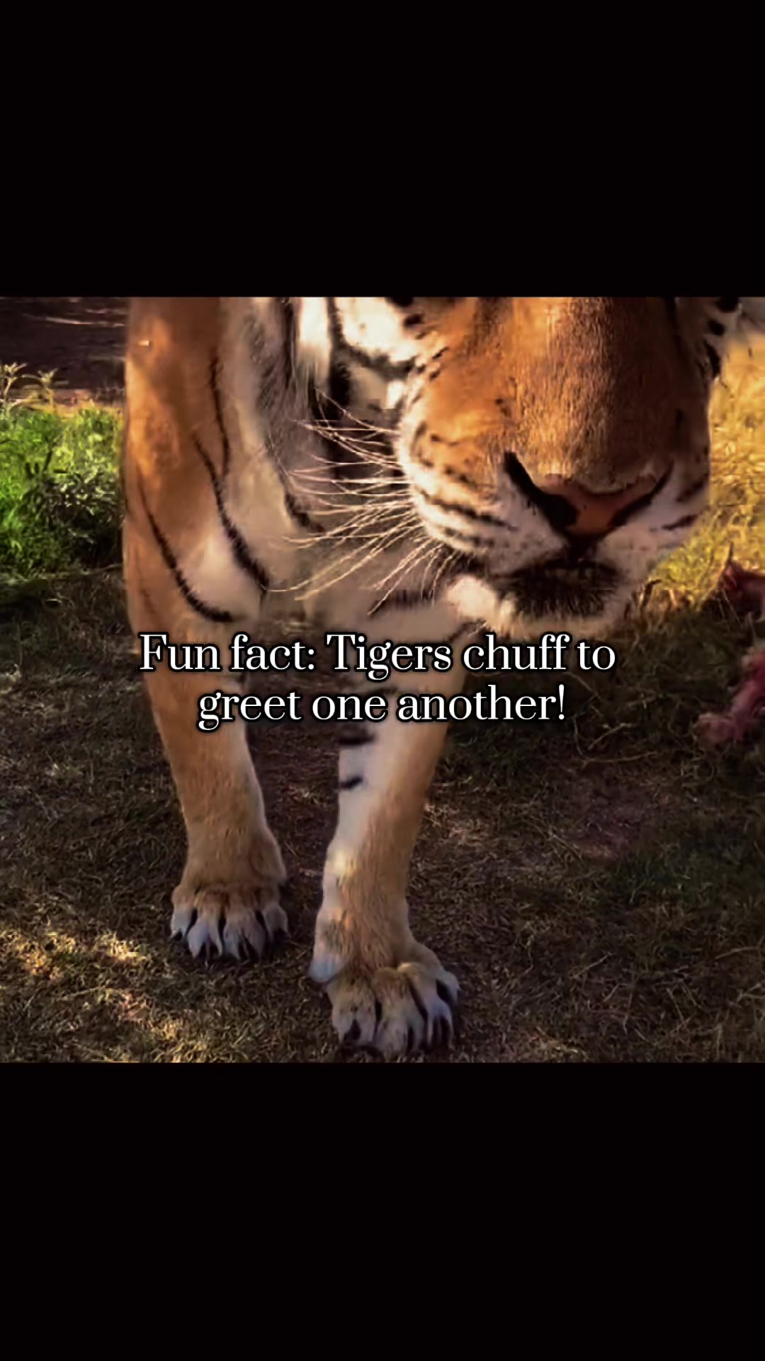 @ღ # 𝑻𝑰𝑮𝑹𝑬𝑺𝑺. 🐅 ❦