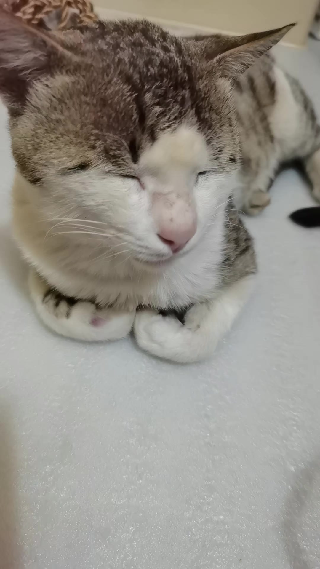 @Catslover