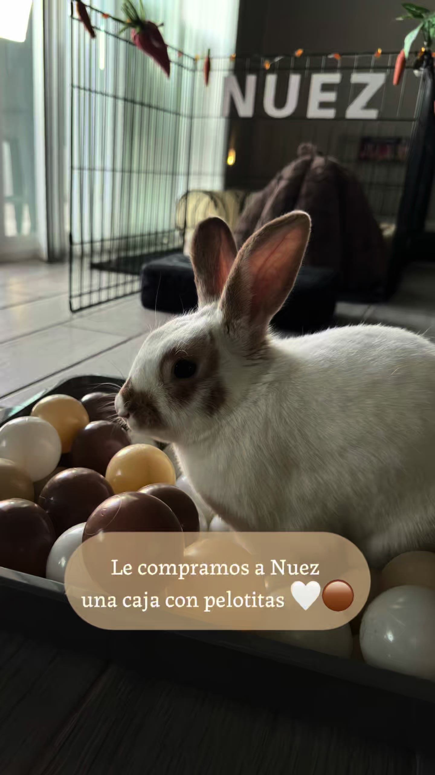 @Nuez 🤍