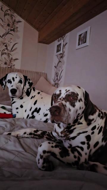 @meinlebenhatpunkte 🐕🐕