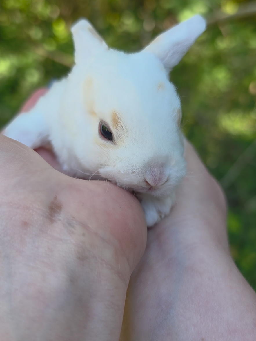 @Darling Rabbitry