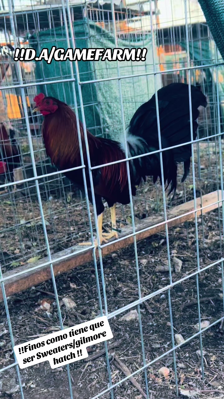 @DAgamefarm