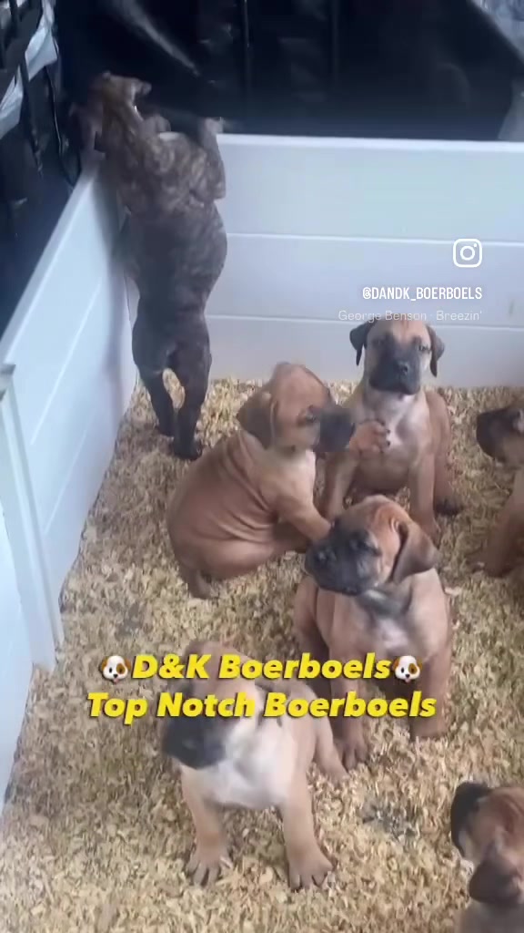 @D&K Boerboels