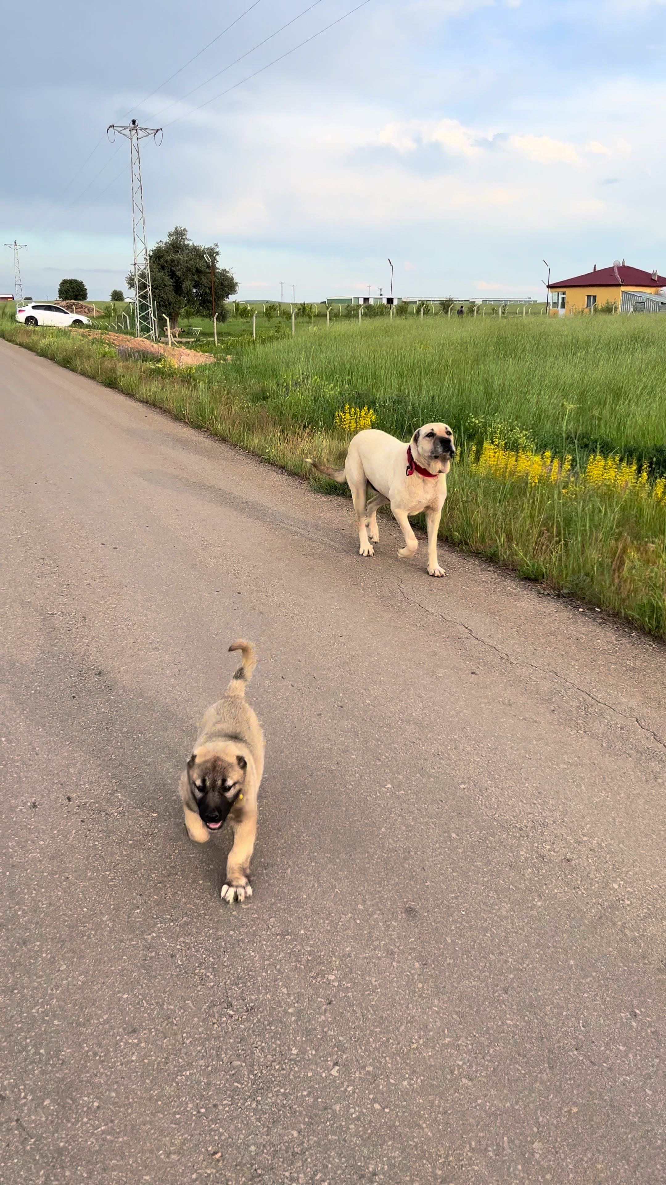 @🇹🇷Sivas Kangal Köpeği 🇹🇷
