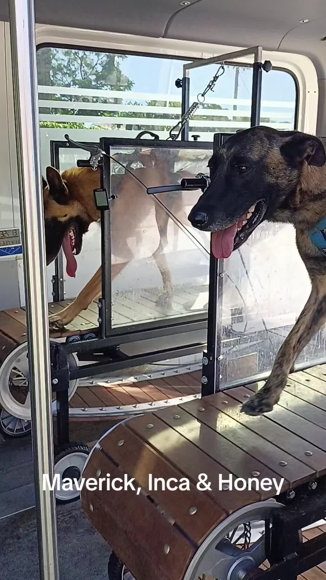 @Canine Conditioning