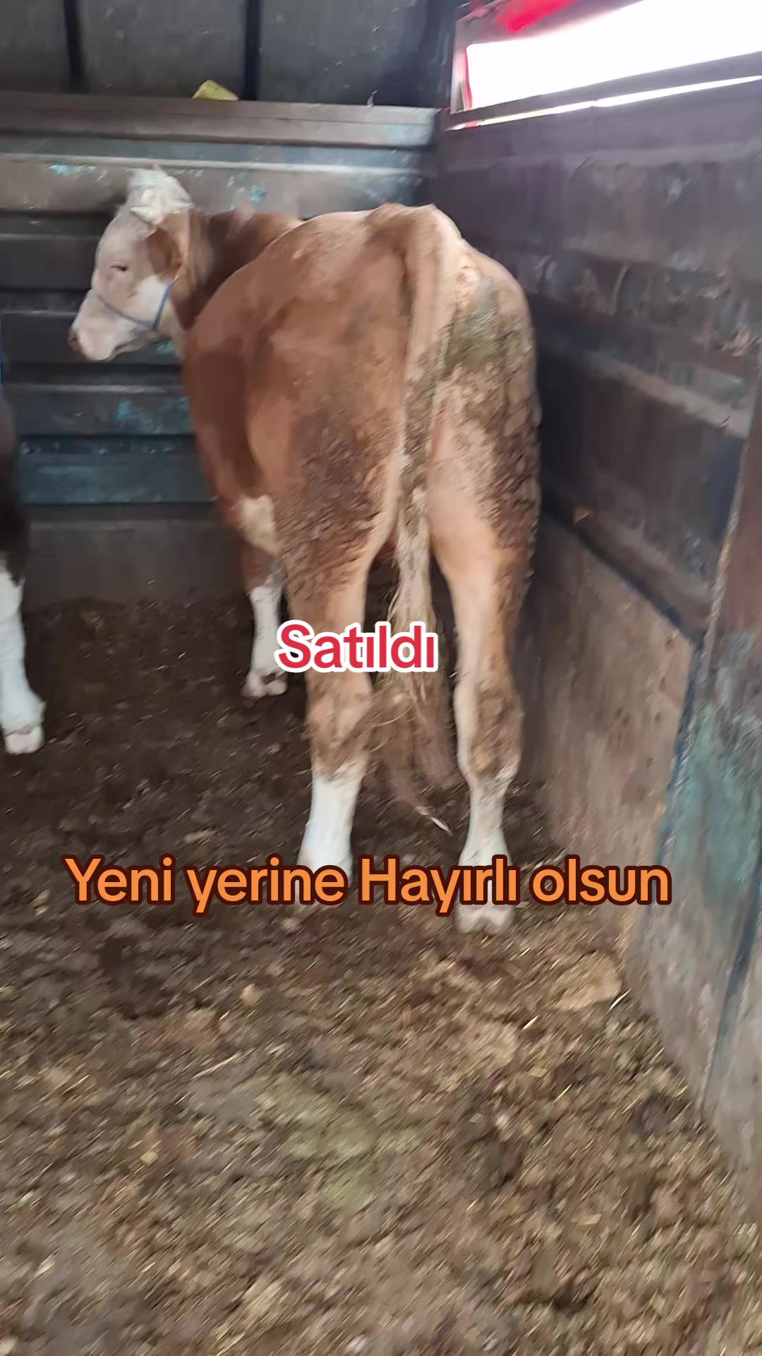@✎﹏﹏𝐾𝑎𝑑𝑖𝑟 Ş𝑎ℎî𝑛﹏﹏
