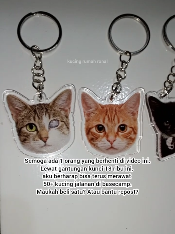 @Kucing Rumah Ronal