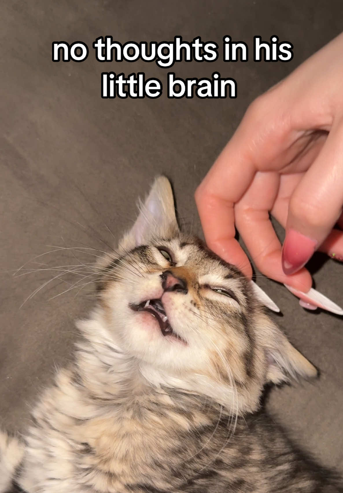 @Mia kittens