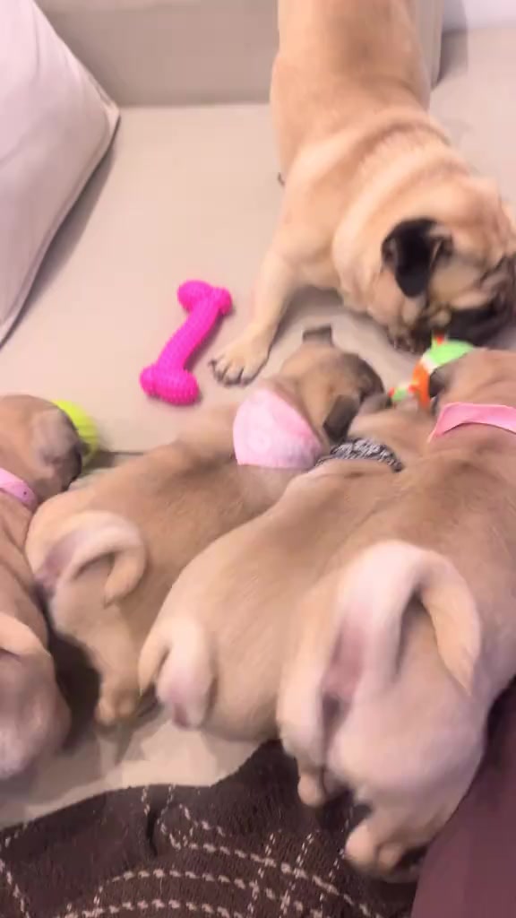 @pugSofyHarry