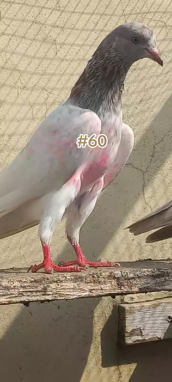 @Ranakasuripigeon