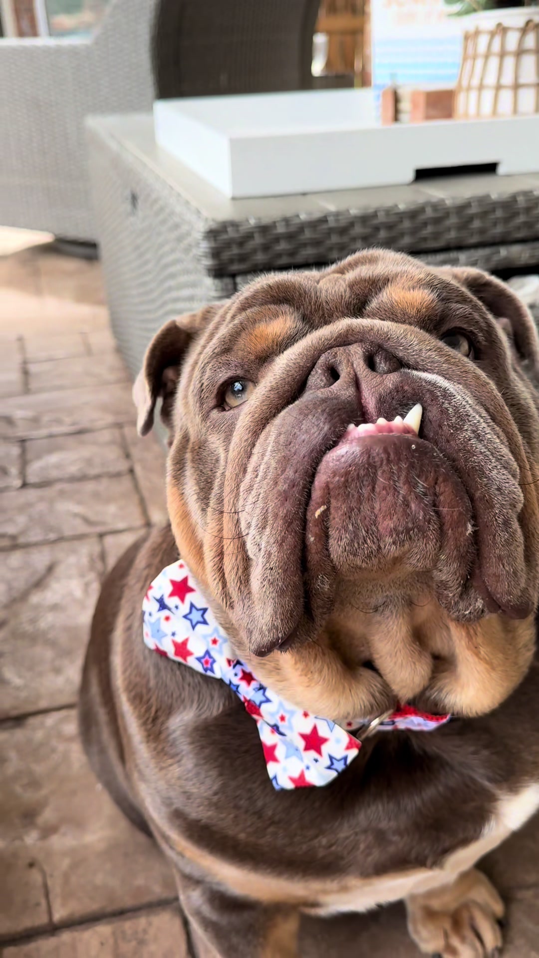 @RawlsTheBulldog