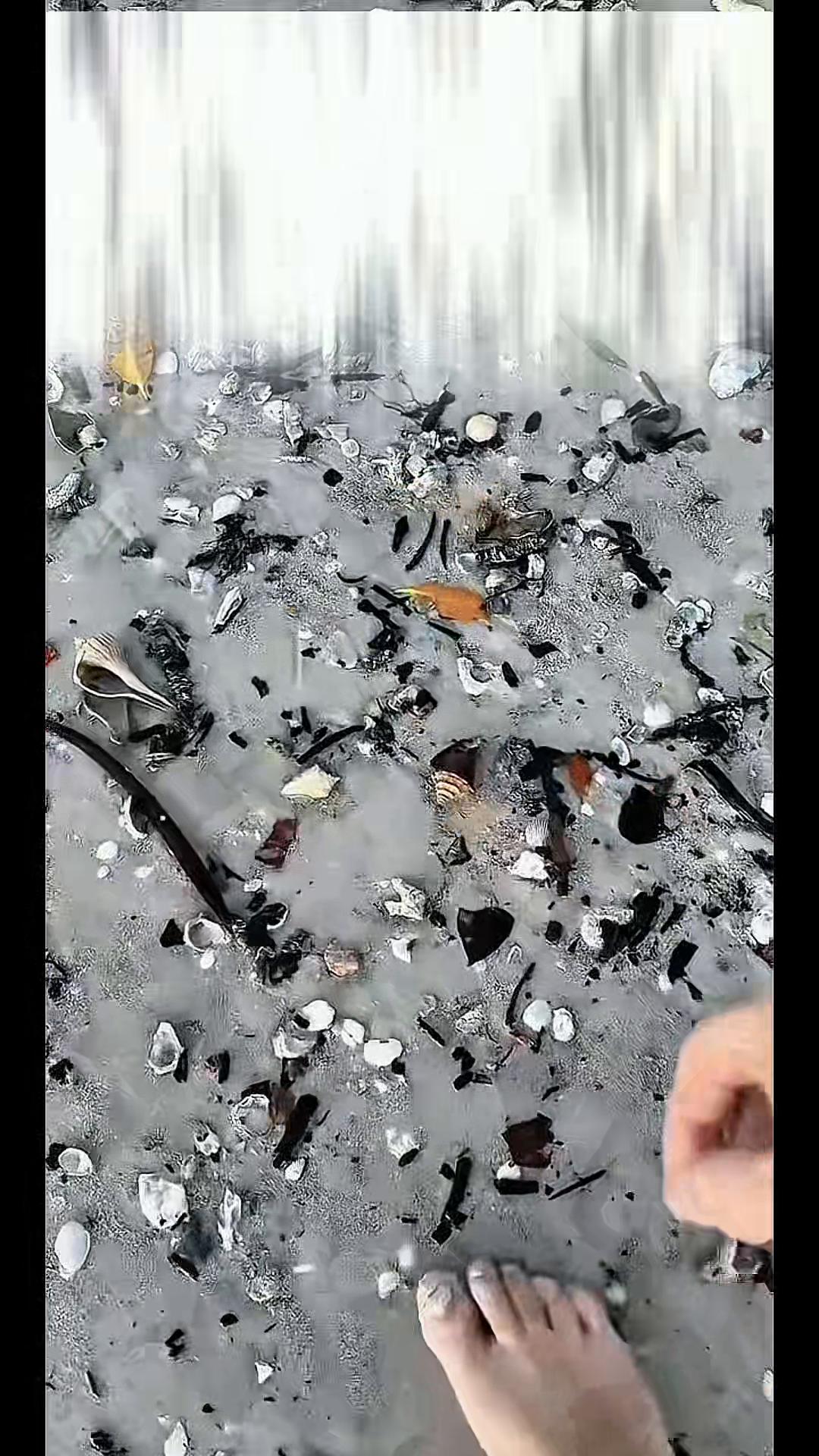 @Southwest Florida Shelling