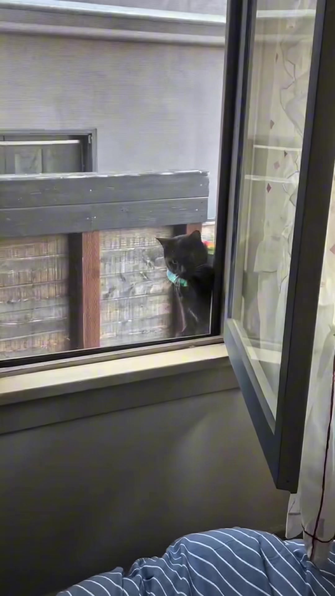@dailycats03