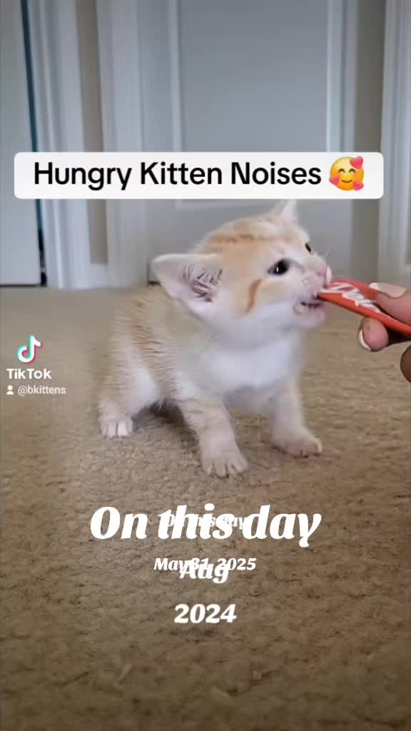 @Brittany Beauties Kittens