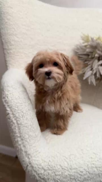 @Maltipoo Puppy Place