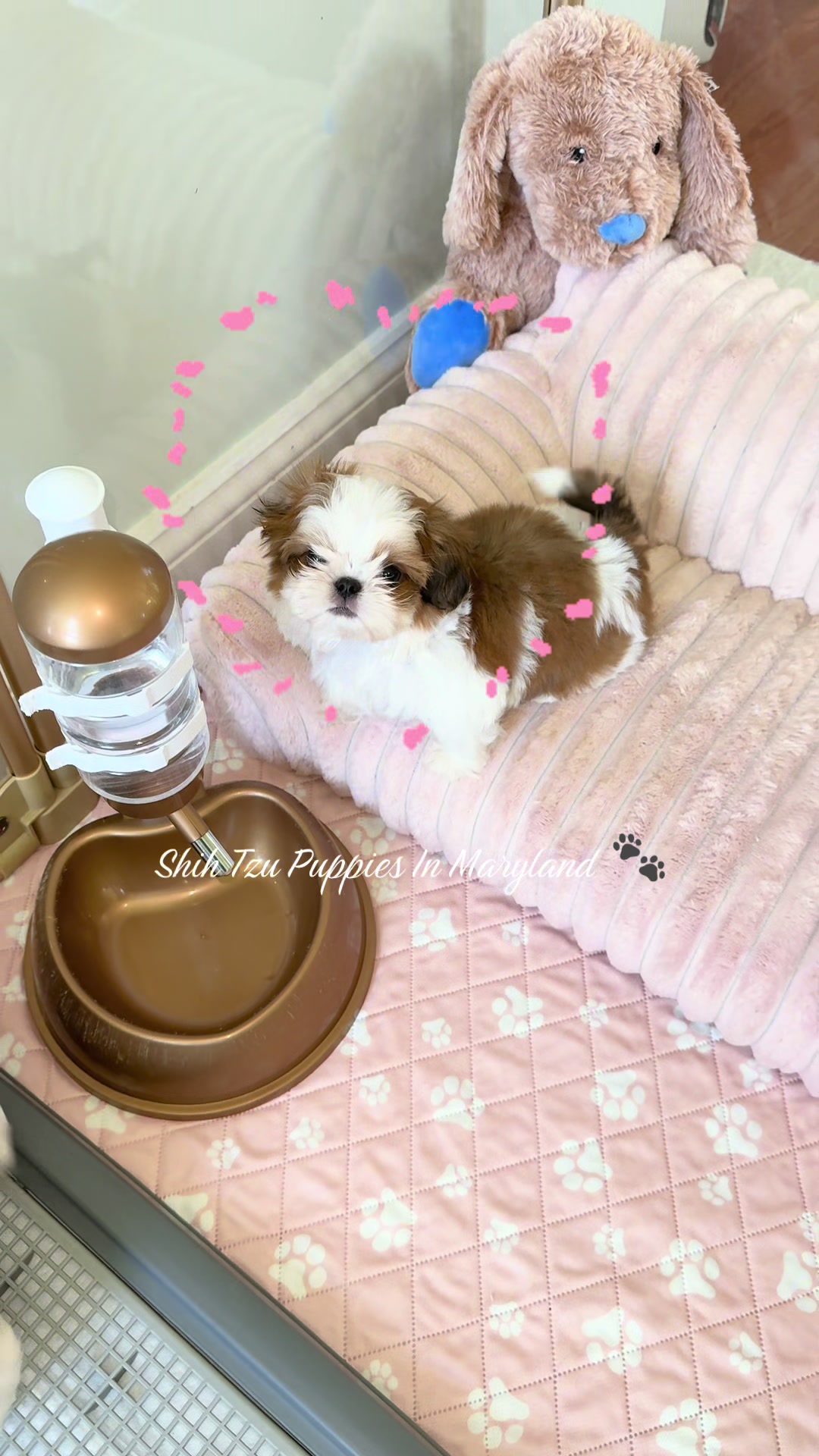 @Shih Tzu Puppies in Maryland