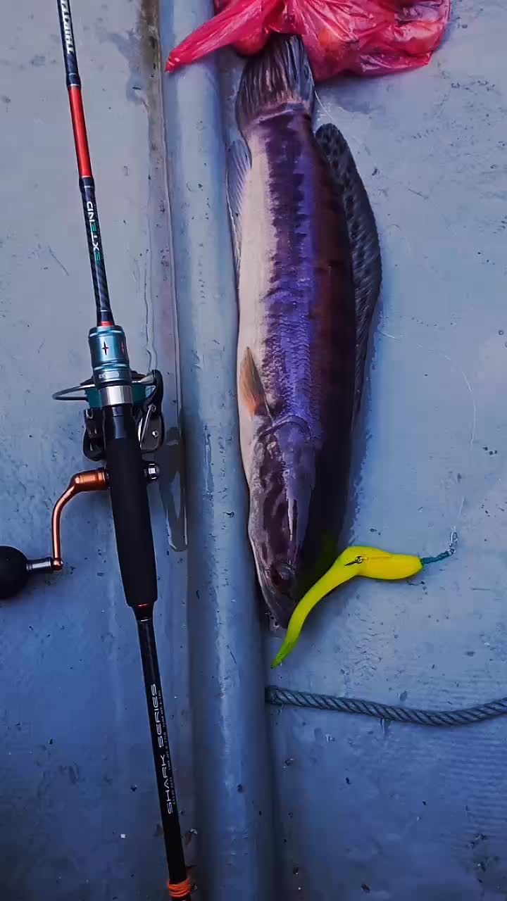 @pakyubanding