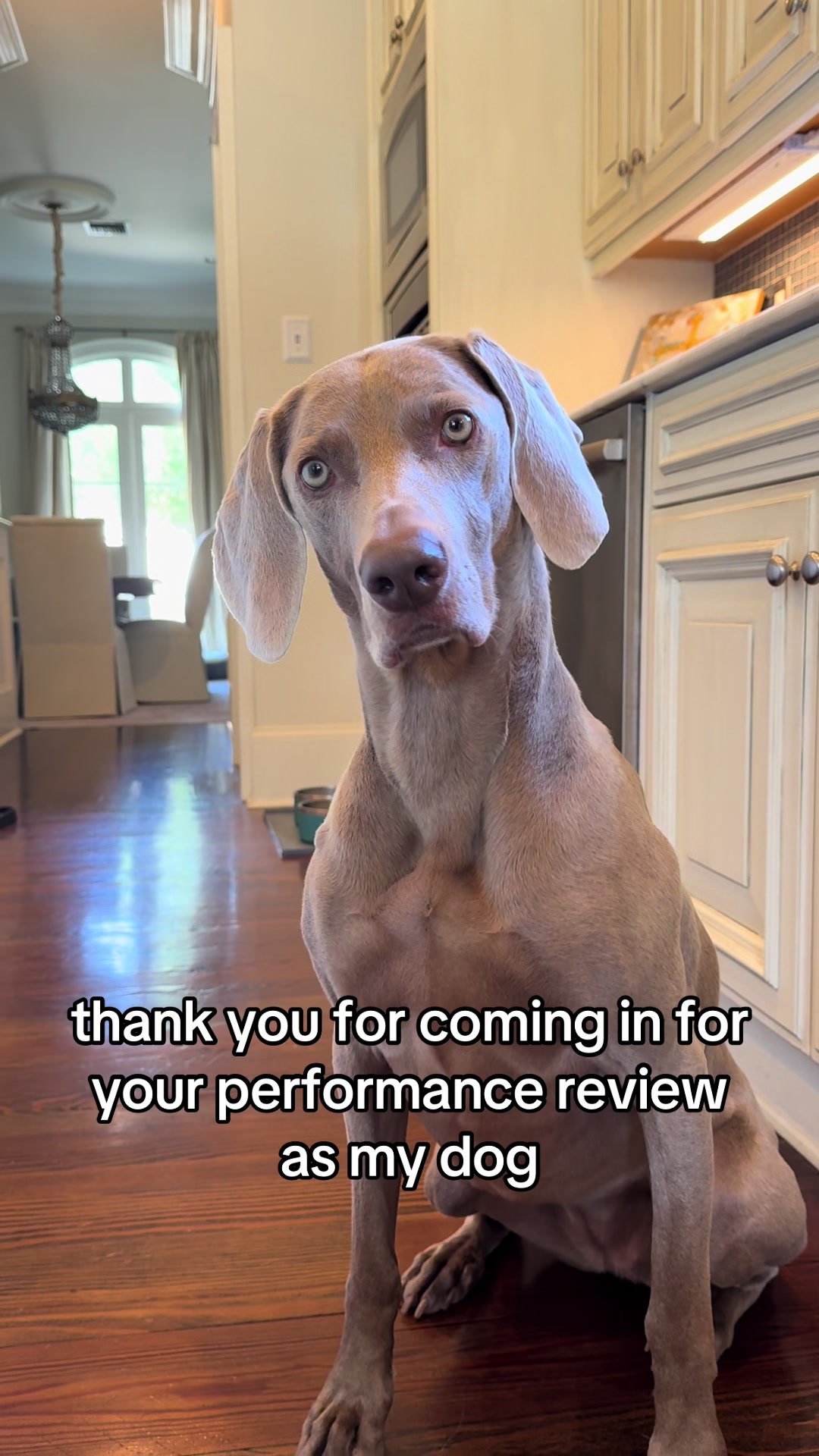 @Zoey the Weim