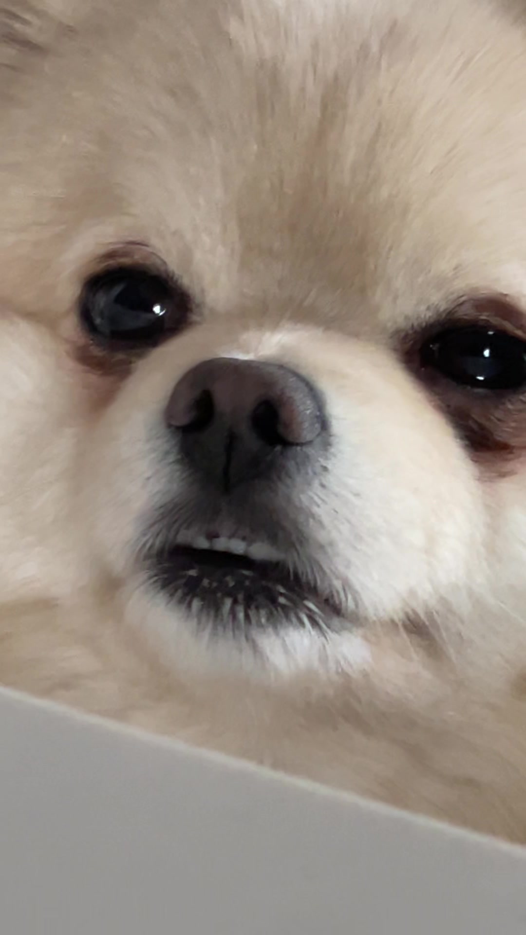 @beingmilothepom