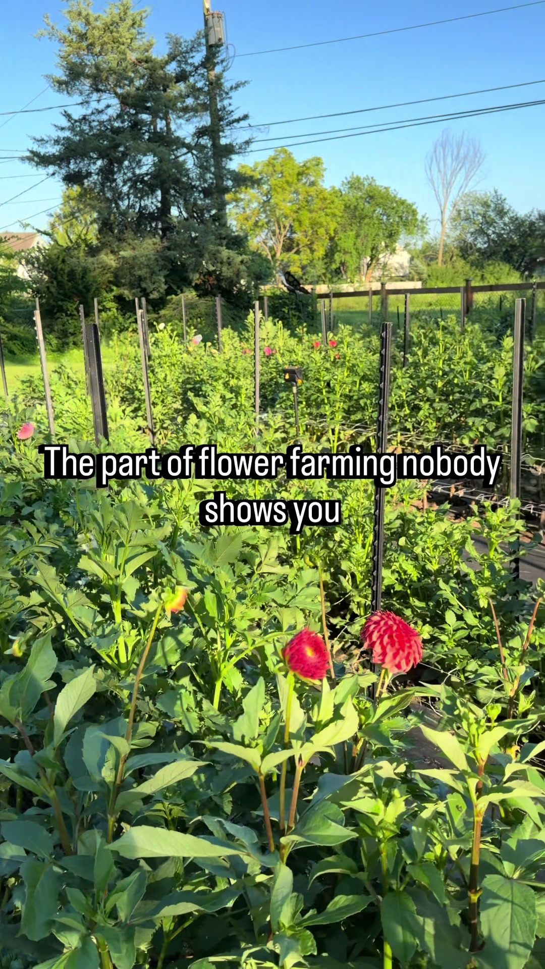 @Christopher | Flower Farmer