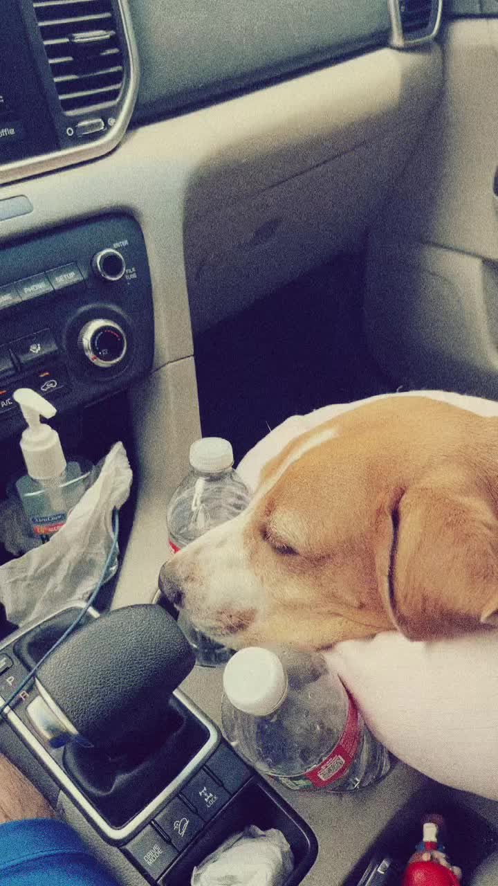 @Adventures of sky the beagle