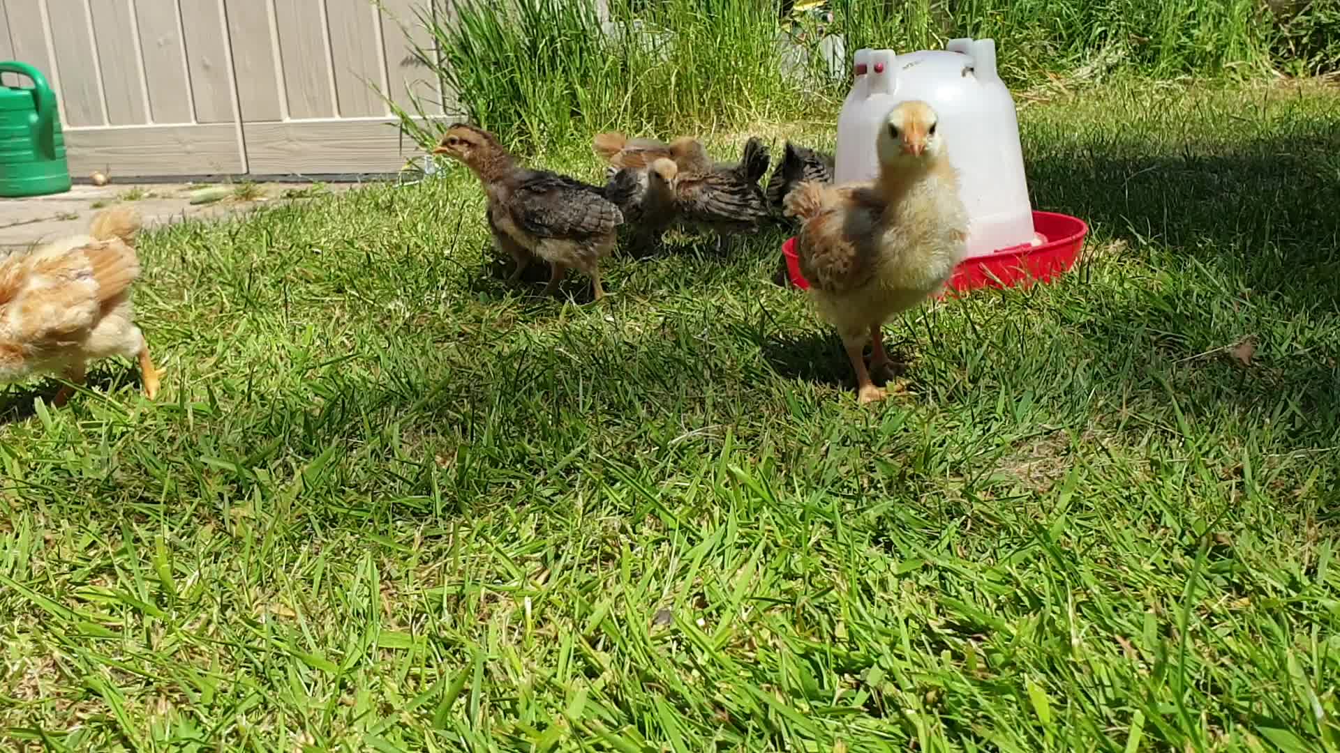 @Little Laying Chickens Shop