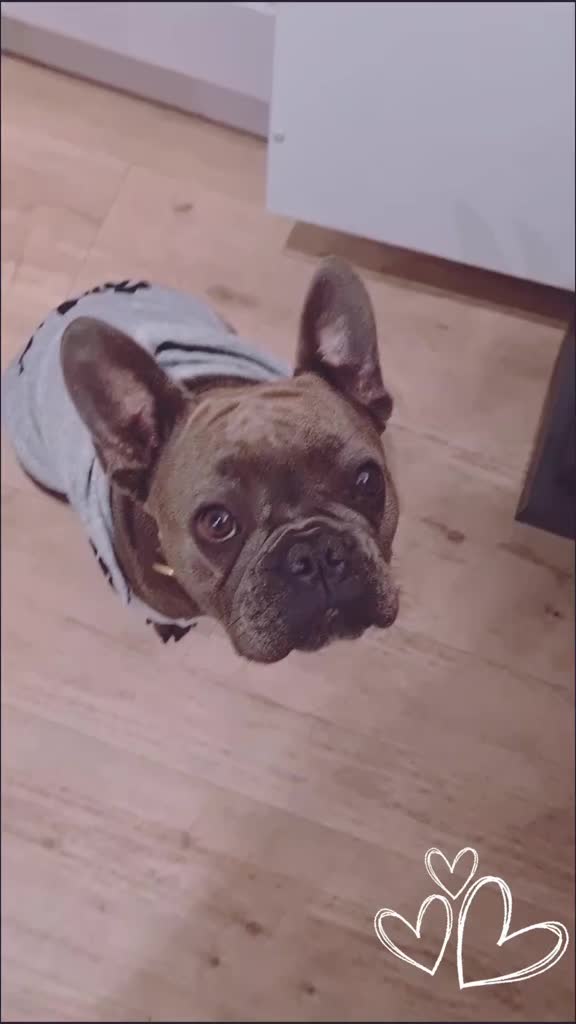 @FrenchieFrieda