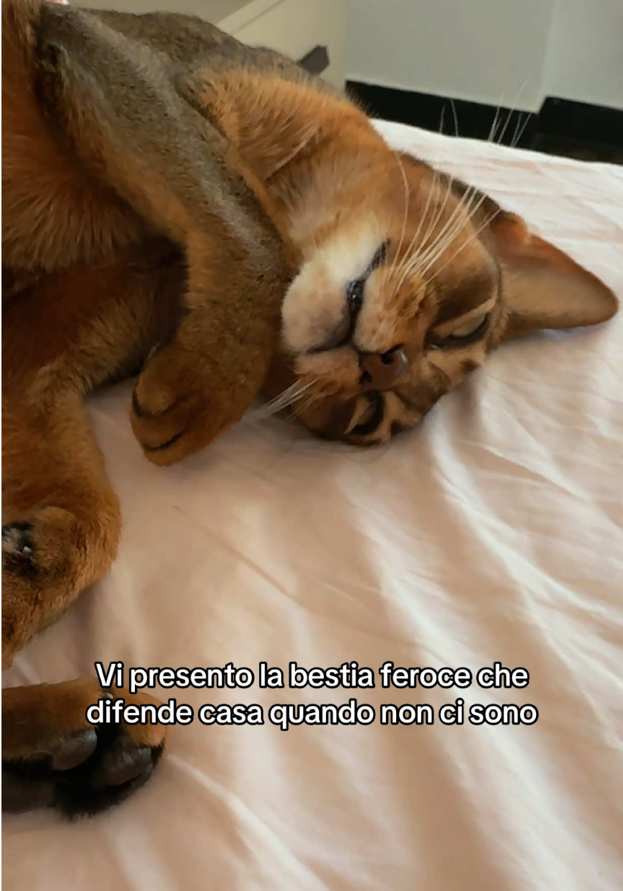@Queen Giorgia